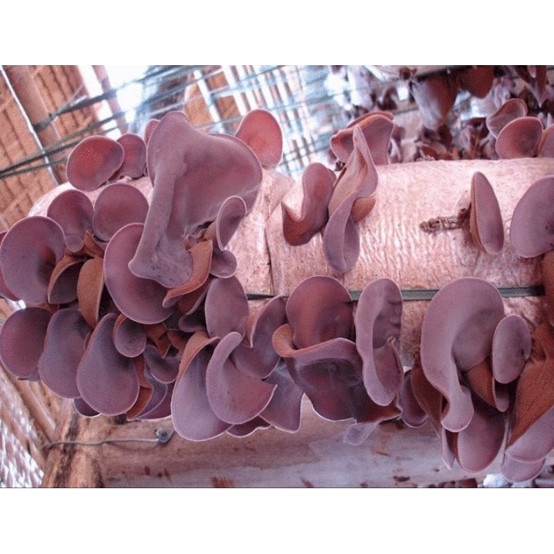 MỘC NHĨ đen  khô loại ngon 500g