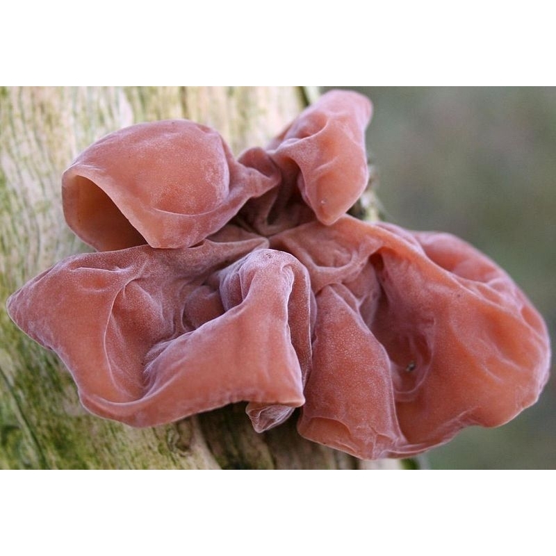 MỘC NHĨ đen  khô loại ngon 500g