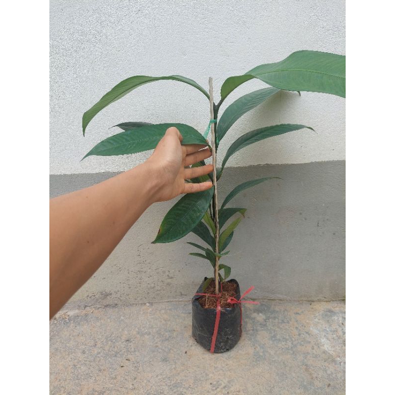 CÂY MĂNG CỤT THÁI