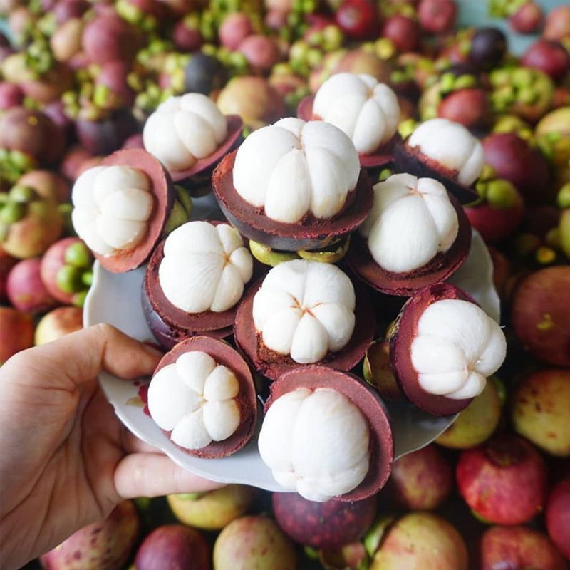 CÂY MĂNG CỤT THÁI