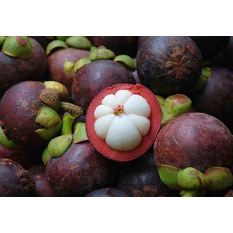 CÂY MĂNG CỤT THÁI