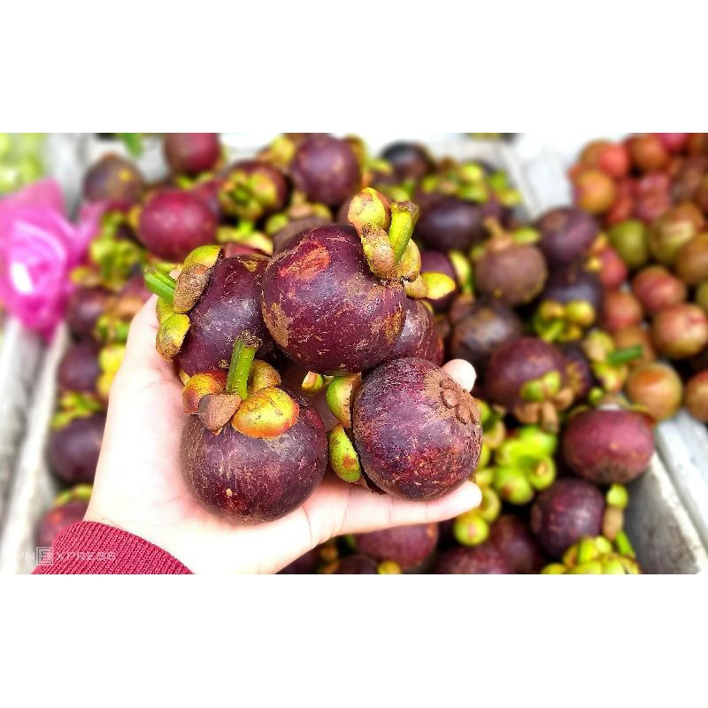 CÂY MĂNG CỤT THÁI