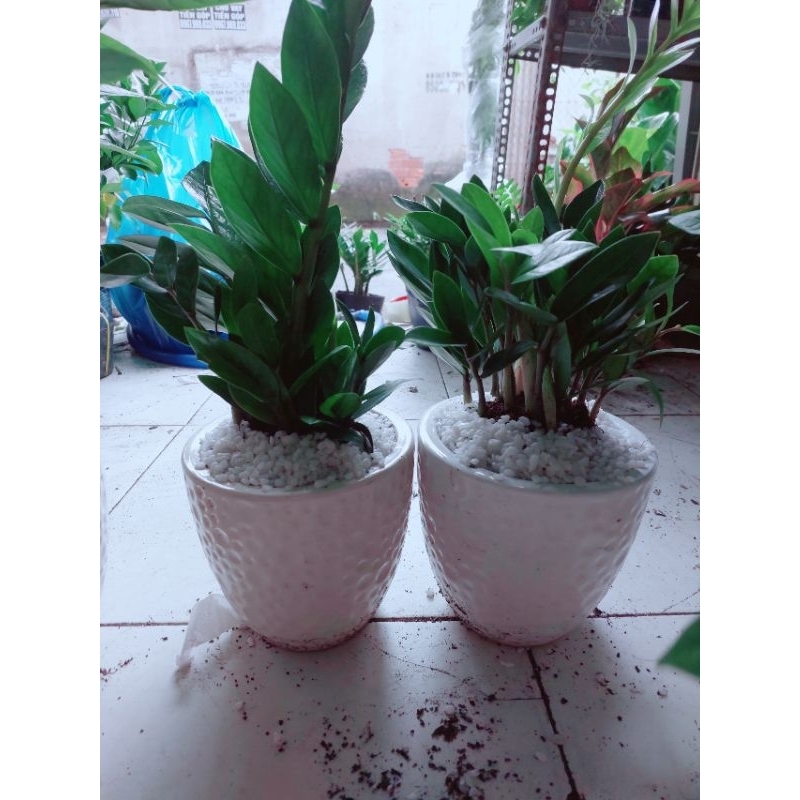 Chậu Kim Phát Tài Để Bàn(1 chậu)