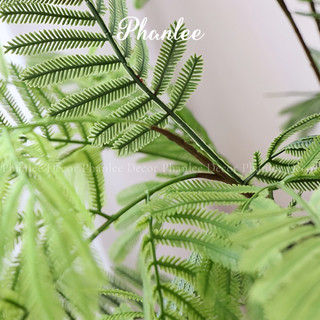 Cành Mai Dương 1 Cành Phanlee