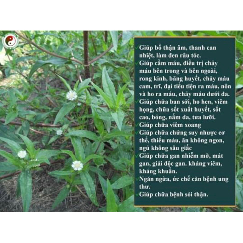 1 Kg Cây nhọ nhồi khô hàng sạch xịn nhất