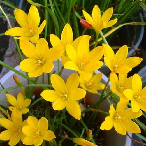 5 củ giống huệ mưa vàng đậm Citrina