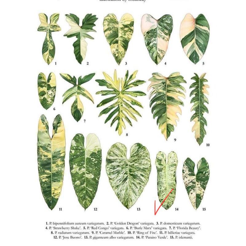 Philodendron Paraiso Verde variegated ‘ Thiên Đường Xanh’