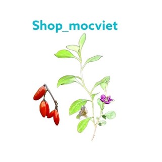 Cây giống Kỷ tử, câu kỷ tử, khởi tử, kỷ tử, giống cây dược liệu loại chuẩn giống thu quả