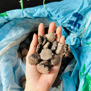 HẠT GẤC NHÀ TRỒNG ĐÃ RANG KĨ