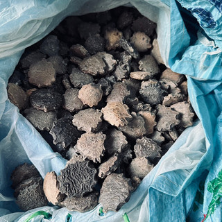 HẠT GẤC NHÀ TRỒNG ĐÃ RANG KĨ