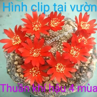 Xương rồng Sulcorebutia Krainziana