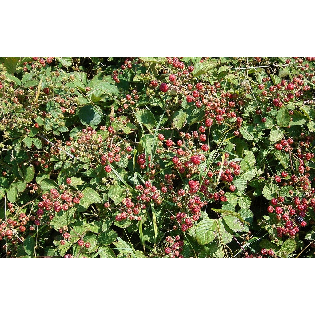 Cây giống mâm xôi