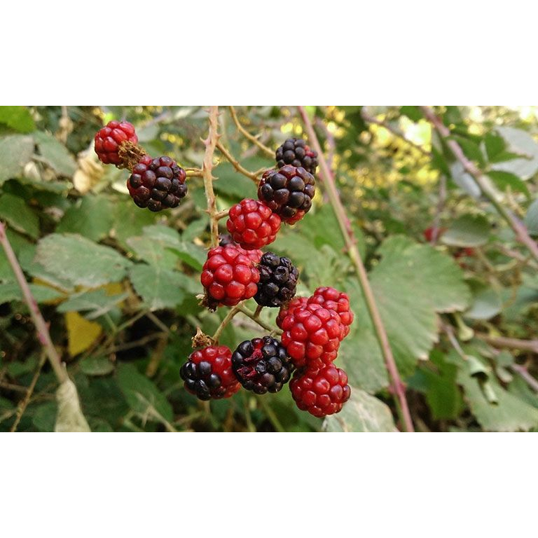 Cây giống mâm xôi