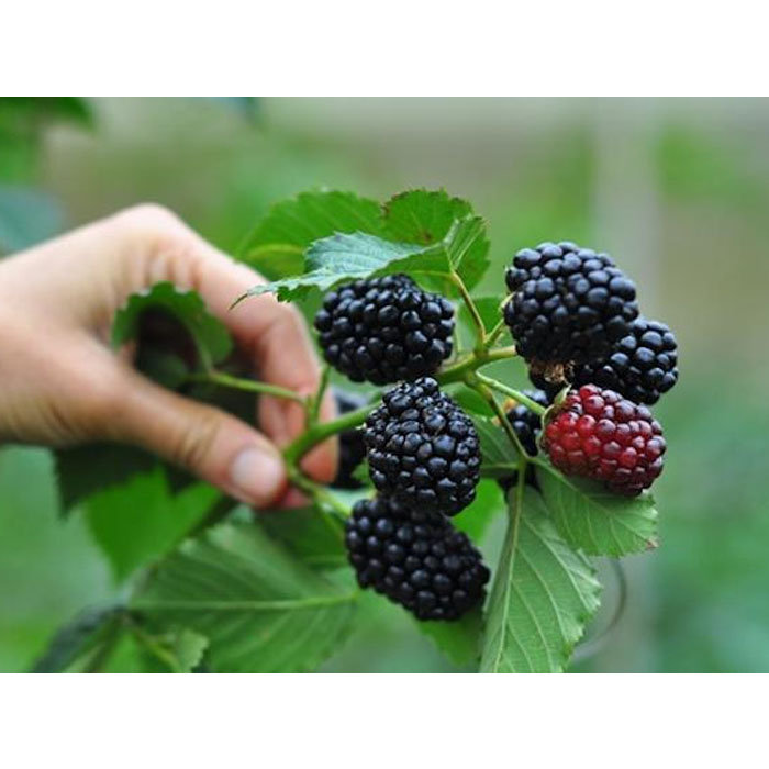 Cây giống mâm xôi