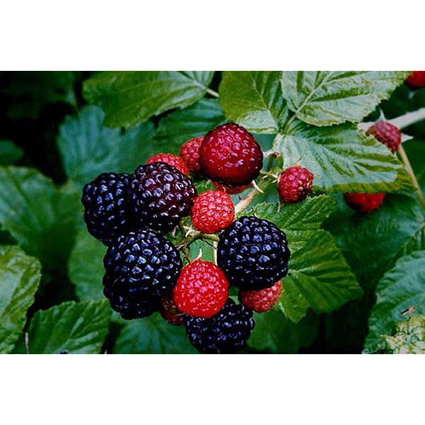 Cây giống mâm xôi