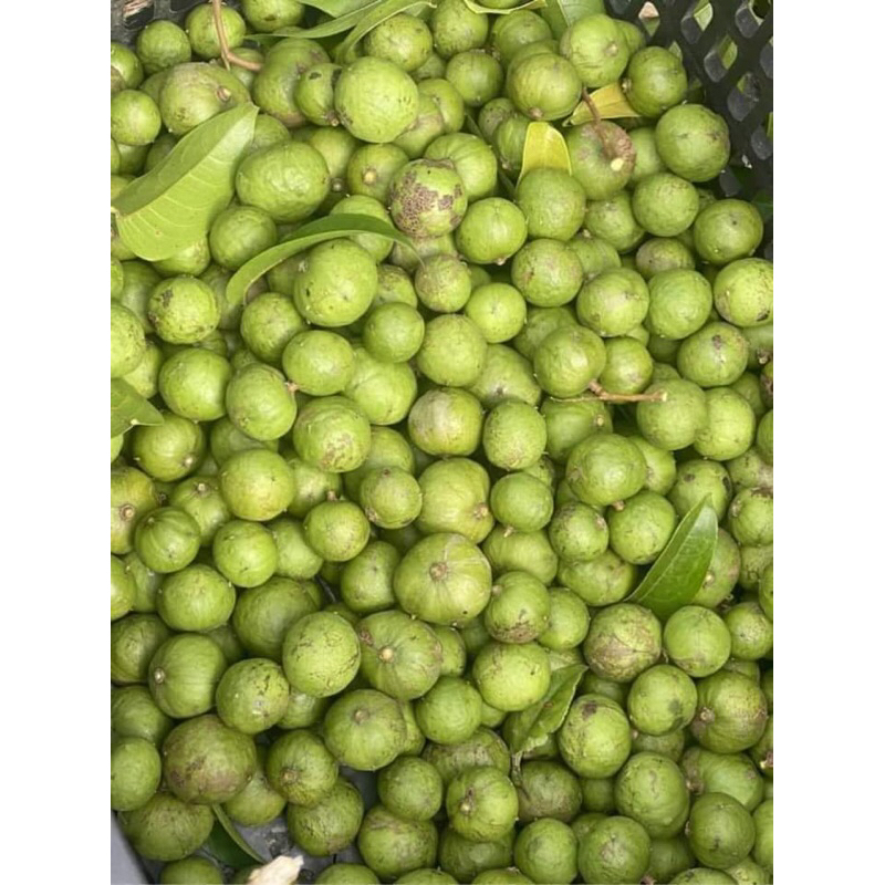 SẤU TƯƠI _ SẤU CẠO VỎ HÚT CHÂN KHÔNG