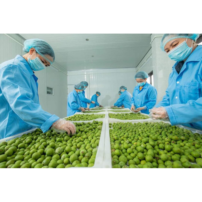 SẤU TƯƠI _ SẤU CẠO VỎ HÚT CHÂN KHÔNG