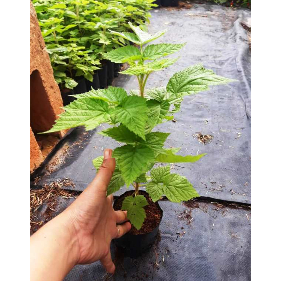 Cây giống mâm xôi