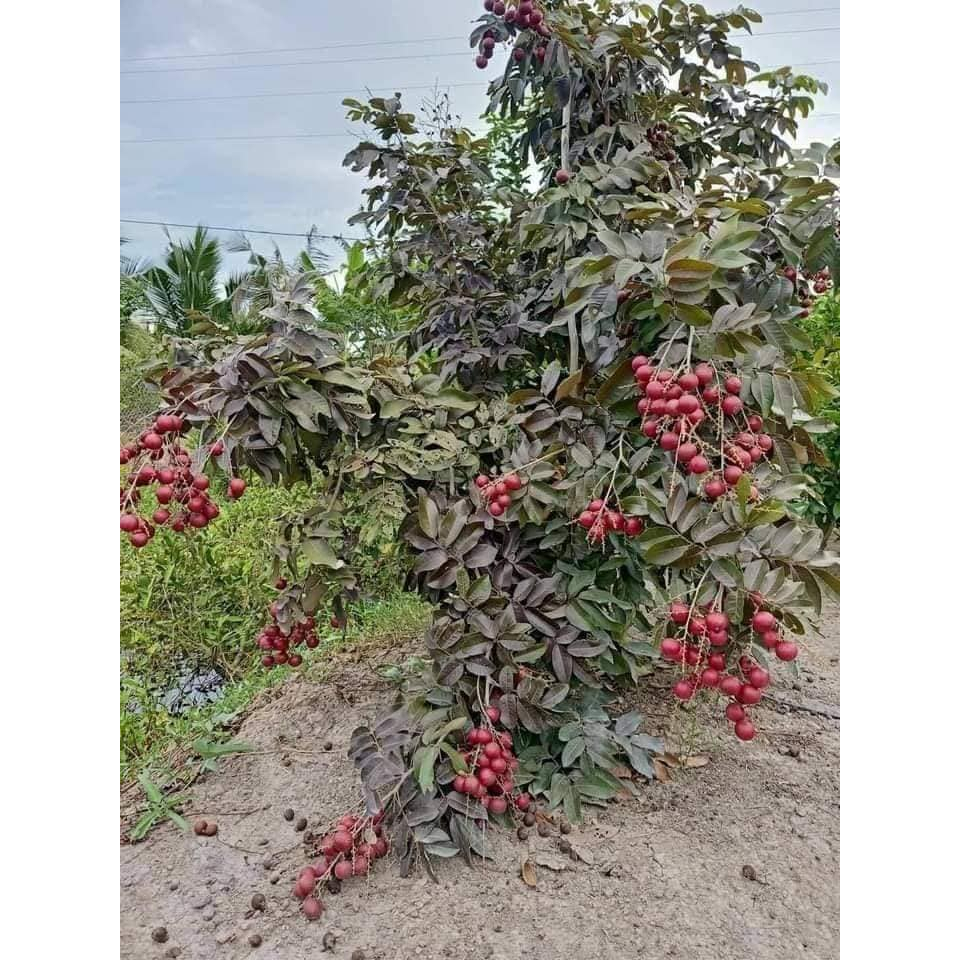 Cây giống nhãn tím