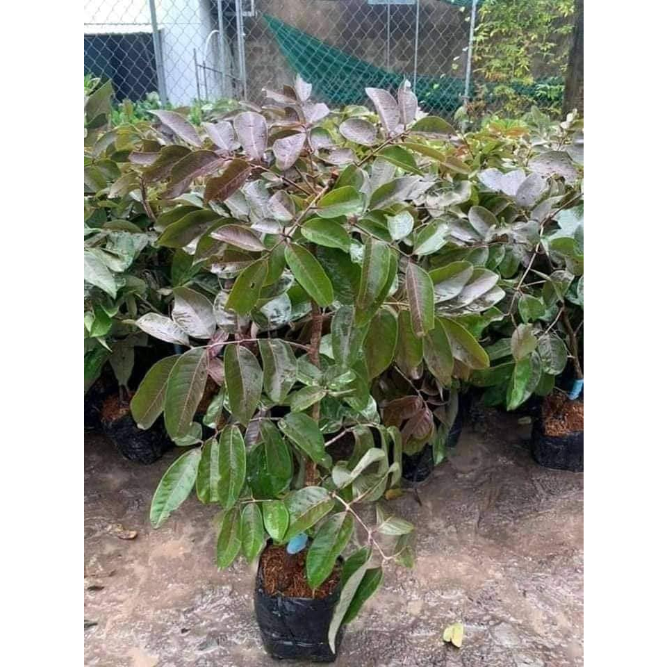 Cây giống nhãn tím