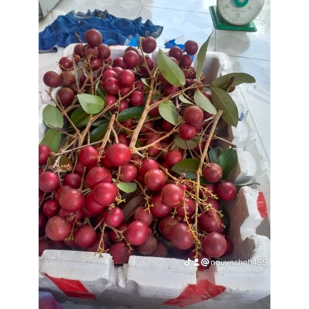 Cây giống nhãn tím