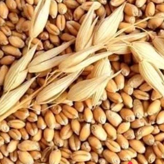 200g hạt lúa mì (cỏ mèo) gieo lên mầm cho mèo ăn (người ăn được)