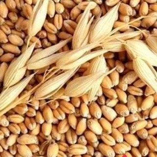 200g hạt lúa mì gieo lên mầm cho mèo ăn