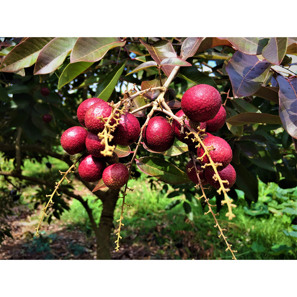 Cây giống nhãn tím