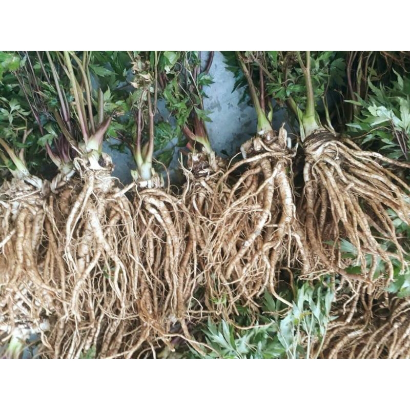 1 kg sâm đương quy, đương quy tươi ( size 4-5 củ /1 kg)