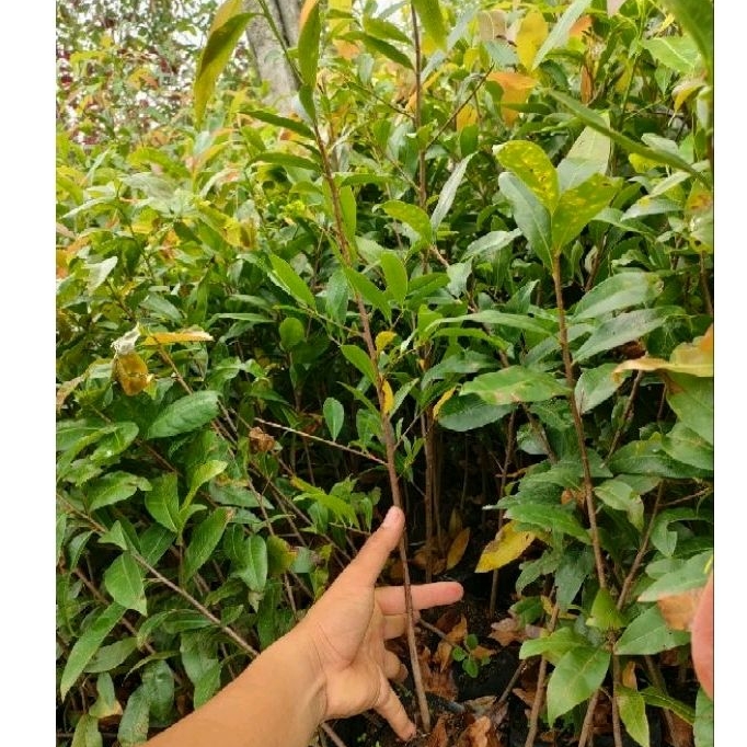 50 mai con quấn rễ