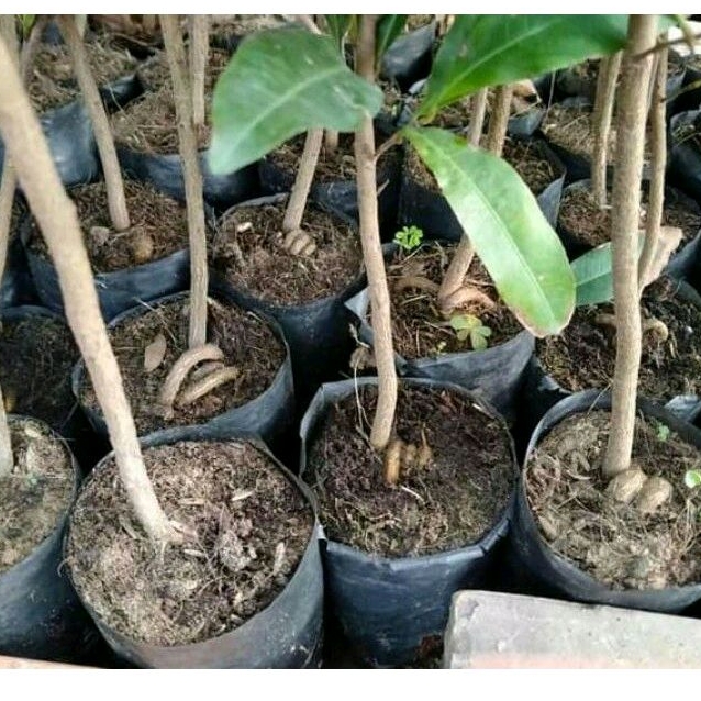 50 mai con quấn rễ