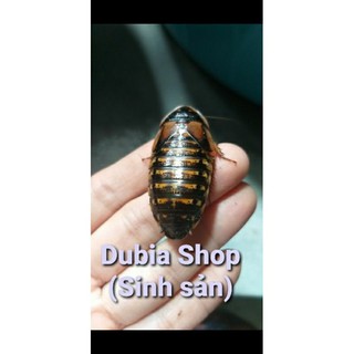 Combo 20 cặp dubia sinh sản + 150c siêu baby