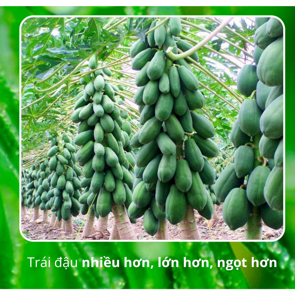 Hộp 200 viên phân bón tan chậm BUVIPLANT Siêu dinh dưỡng cho cây