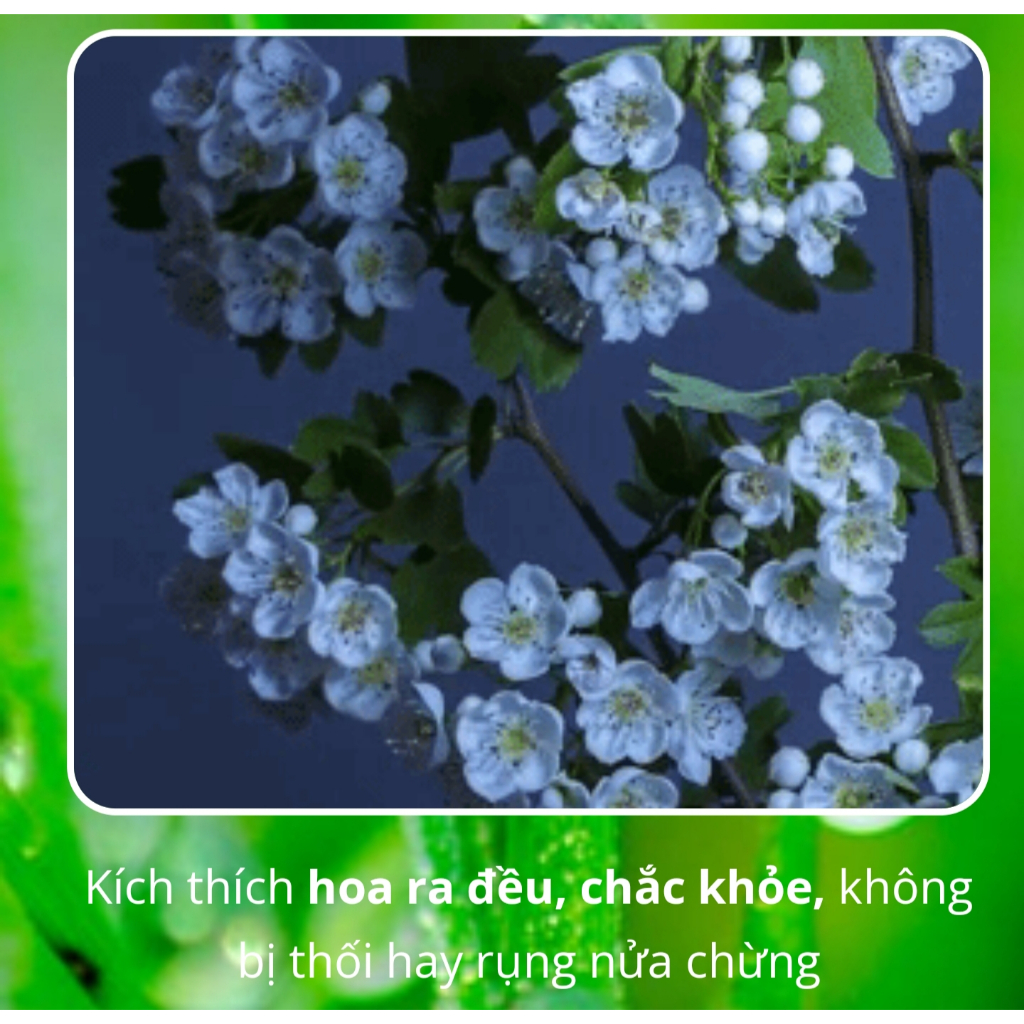 Hộp 200 viên phân bón tan chậm BUVIPLANT Siêu dinh dưỡng cho cây