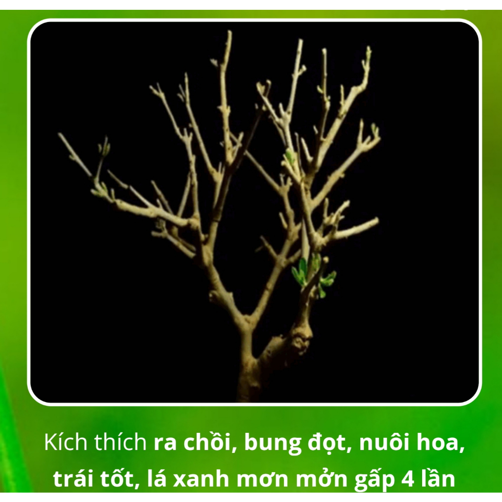 Hộp 200 viên phân bón tan chậm BUVIPLANT Siêu dinh dưỡng cho cây