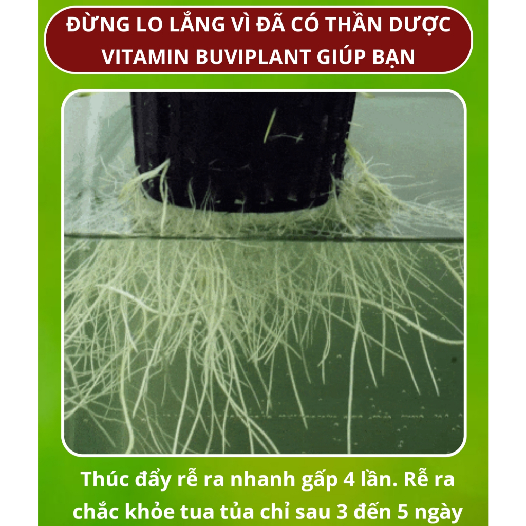 Hộp 200 viên phân bón tan chậm BUVIPLANT Siêu dinh dưỡng cho cây