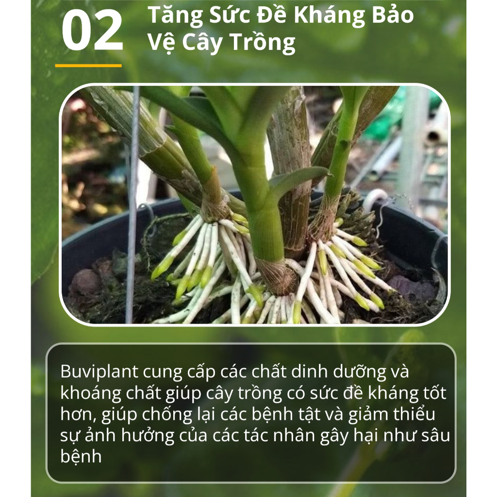 Hộp 200 viên phân bón tan chậm BUVIPLANT Siêu dinh dưỡng cho cây