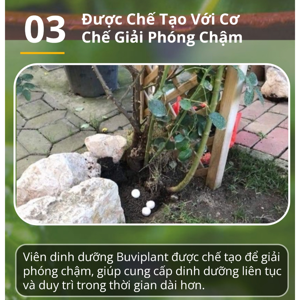 Hộp 200 viên phân bón tan chậm BUVIPLANT Siêu dinh dưỡng cho cây