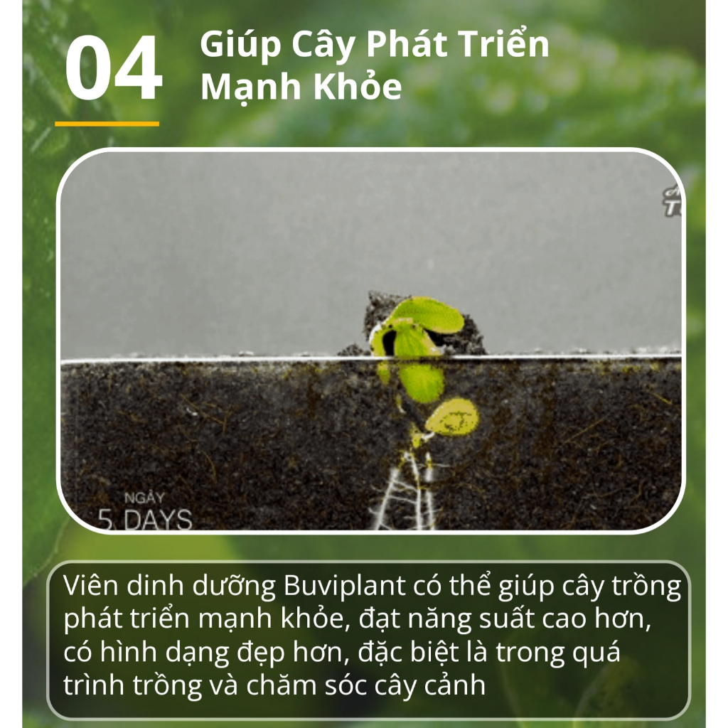 Hộp 200 viên phân bón tan chậm BUVIPLANT Siêu dinh dưỡng cho cây