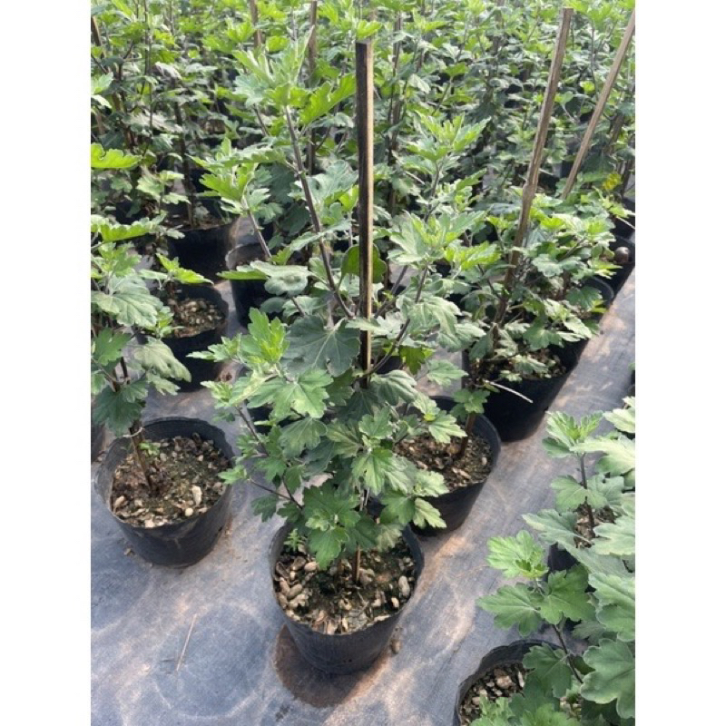 cúc cổ sơn la cao 50-60cm
