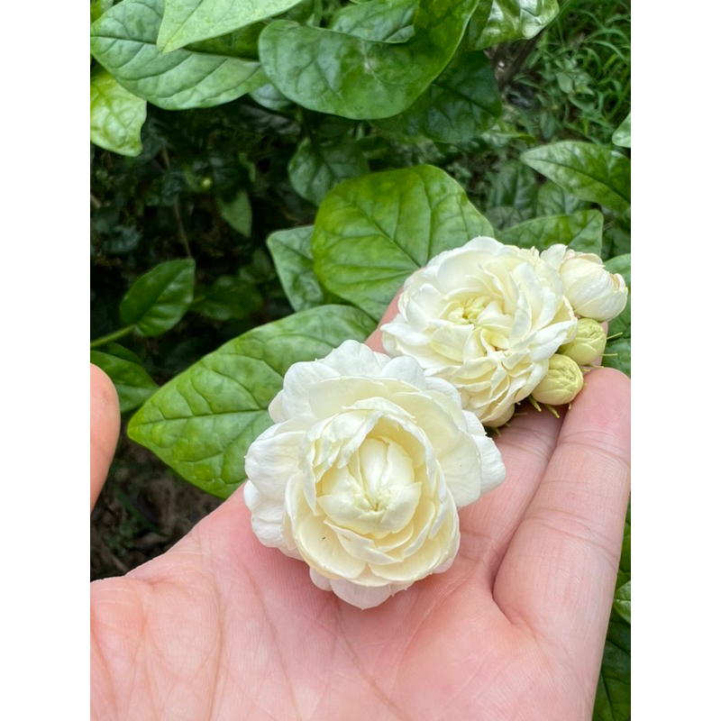 Cây giống nhài 3 lá cánh kép cao 25-30cm