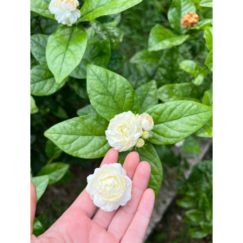 Cây giống nhài 3 lá cánh kép cao 25-30cm