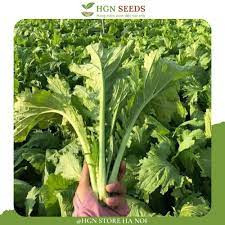 Hạt giống rau cải mèo