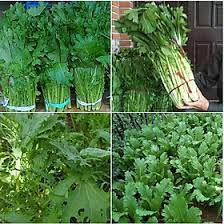 hạt giống rau cải mèo ( gói 200 hạt)