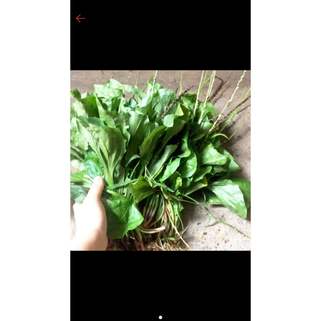Bông mã đề 1kg