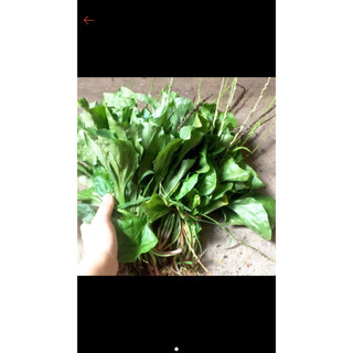 Bông mã đề 1kg