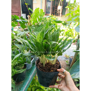 Cây giữ tiền thái size để bàn 20-30cm