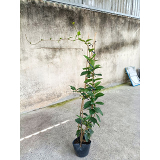 Cây mai xanh thái size lớn 1m5