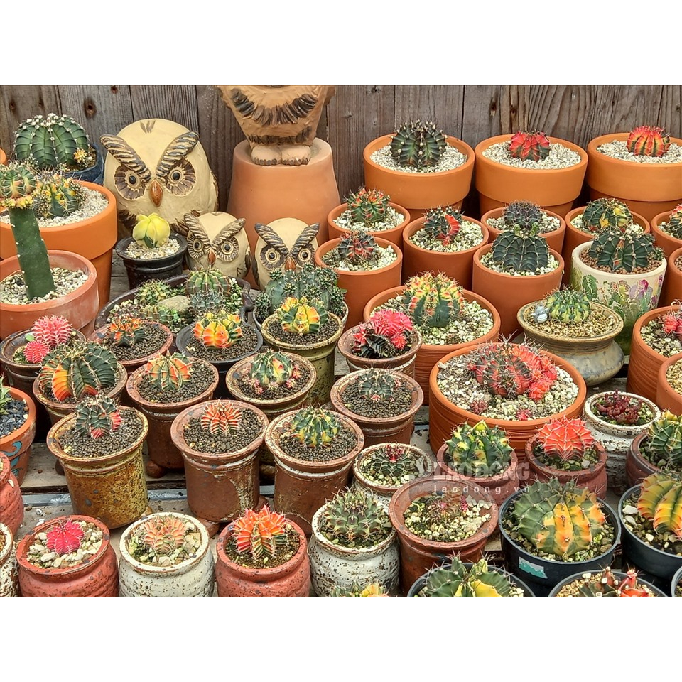 Vòi Tưới Lưu Lượng Lớn AquaMate W-3201-10 chuyên dùng tưới vườn, lau dọn chuồng trại...kho bãi