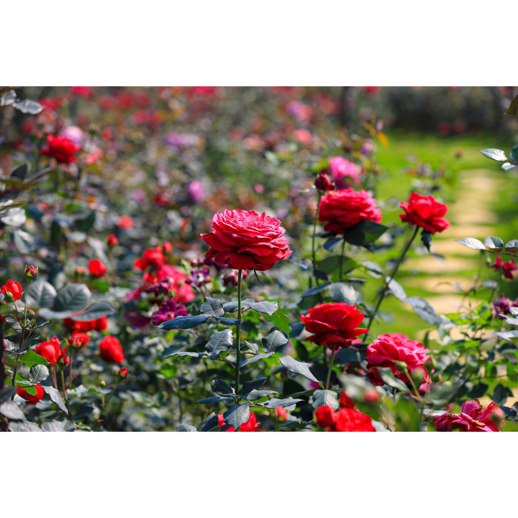 Vòi Tưới Lưu Lượng Lớn AquaMate W-3201-10 chuyên dùng tưới vườn, lau dọn chuồng trại...kho bãi